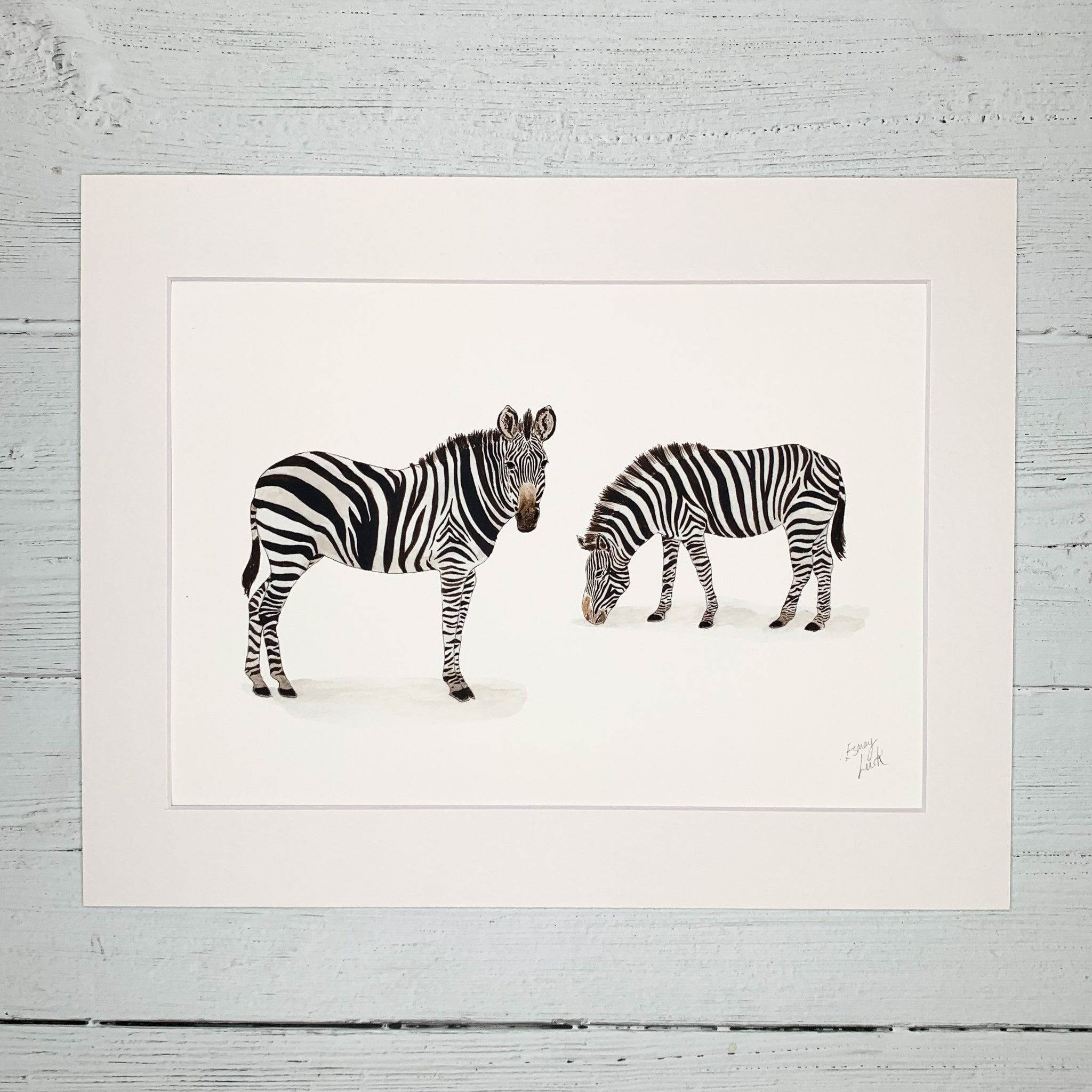 Zebras Grazing - Fine Art Print