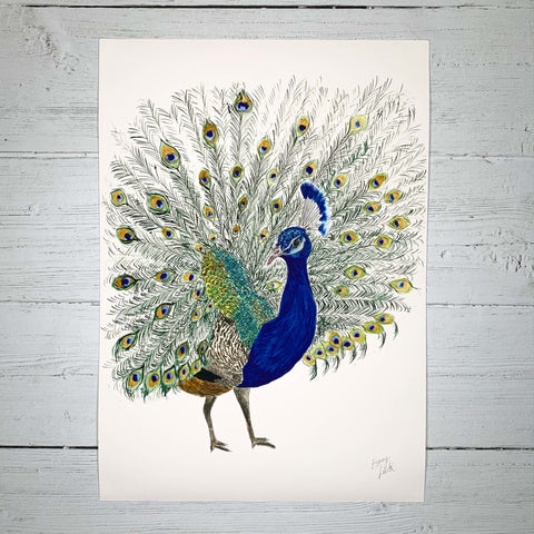 Peacock - Fine Art Print