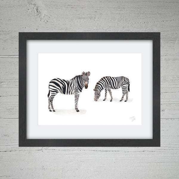 Zebras Grazing - Fine Art Print